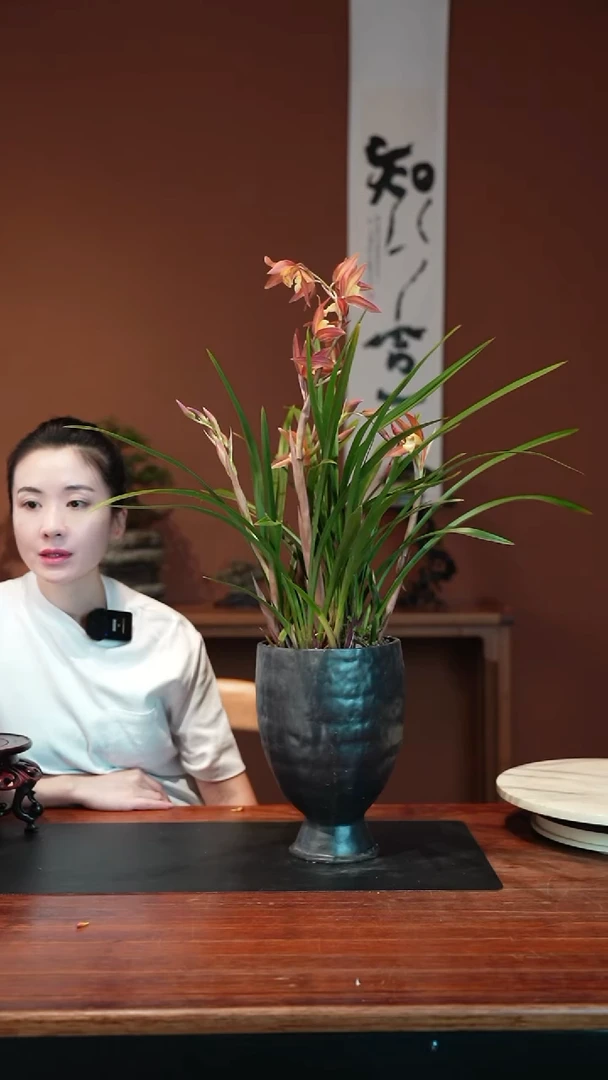 无花朵红茶盆景盆景盆景