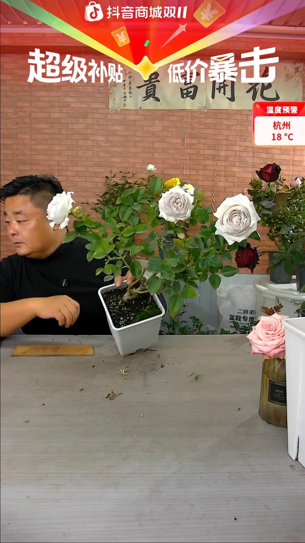 当前无花朵，栽培后可花朵珍珠牛乳