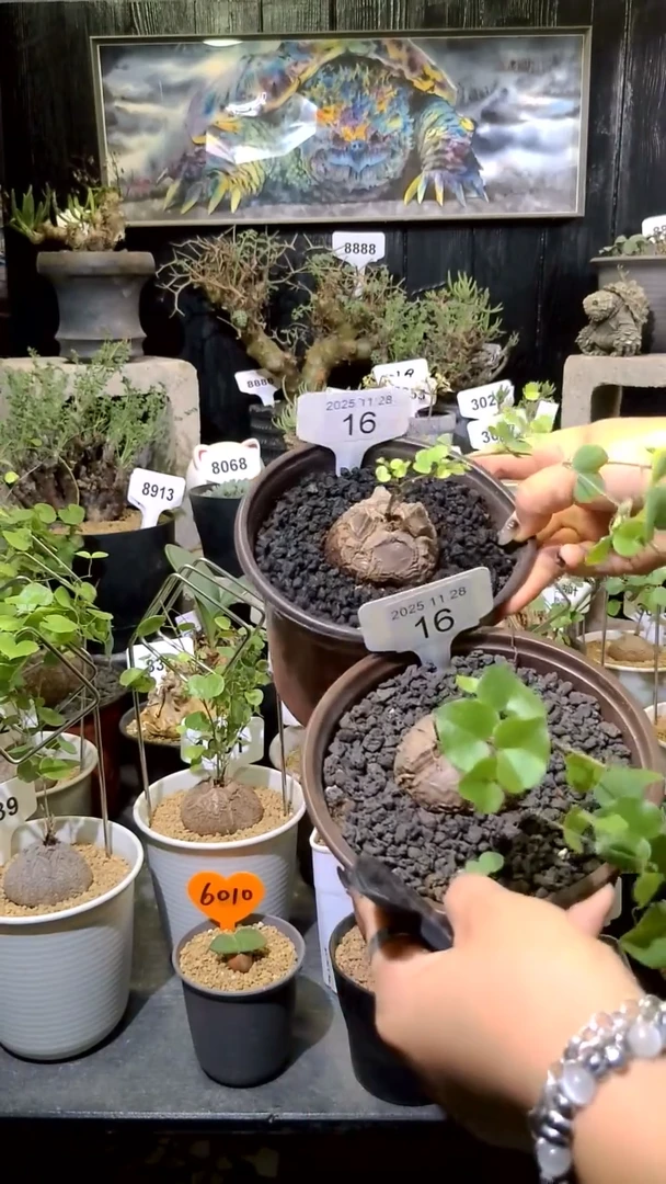 16号1128福利南非龟甲龙买一送一