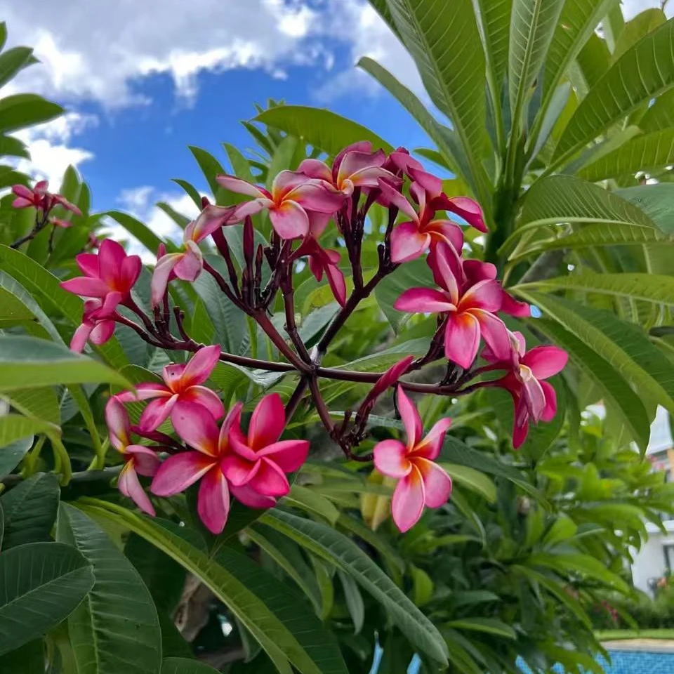 精品鸡蛋花夹竹桃耐晒植物耐旱老桩阳台庭院窗台好养花卉盆栽