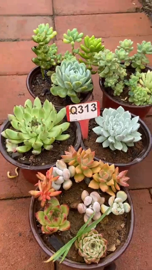 Q313多肉组合默认脱土发货