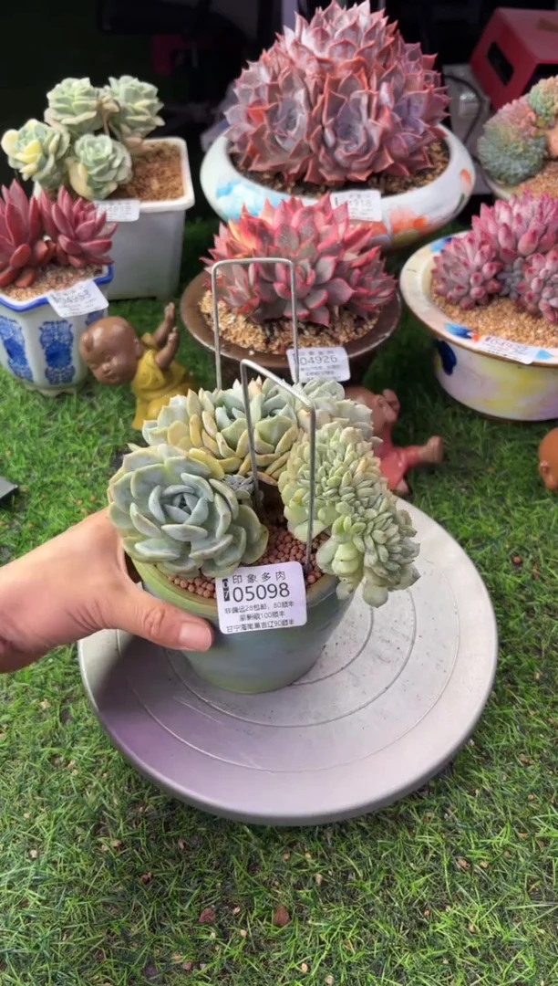 昆明印象多肉05098