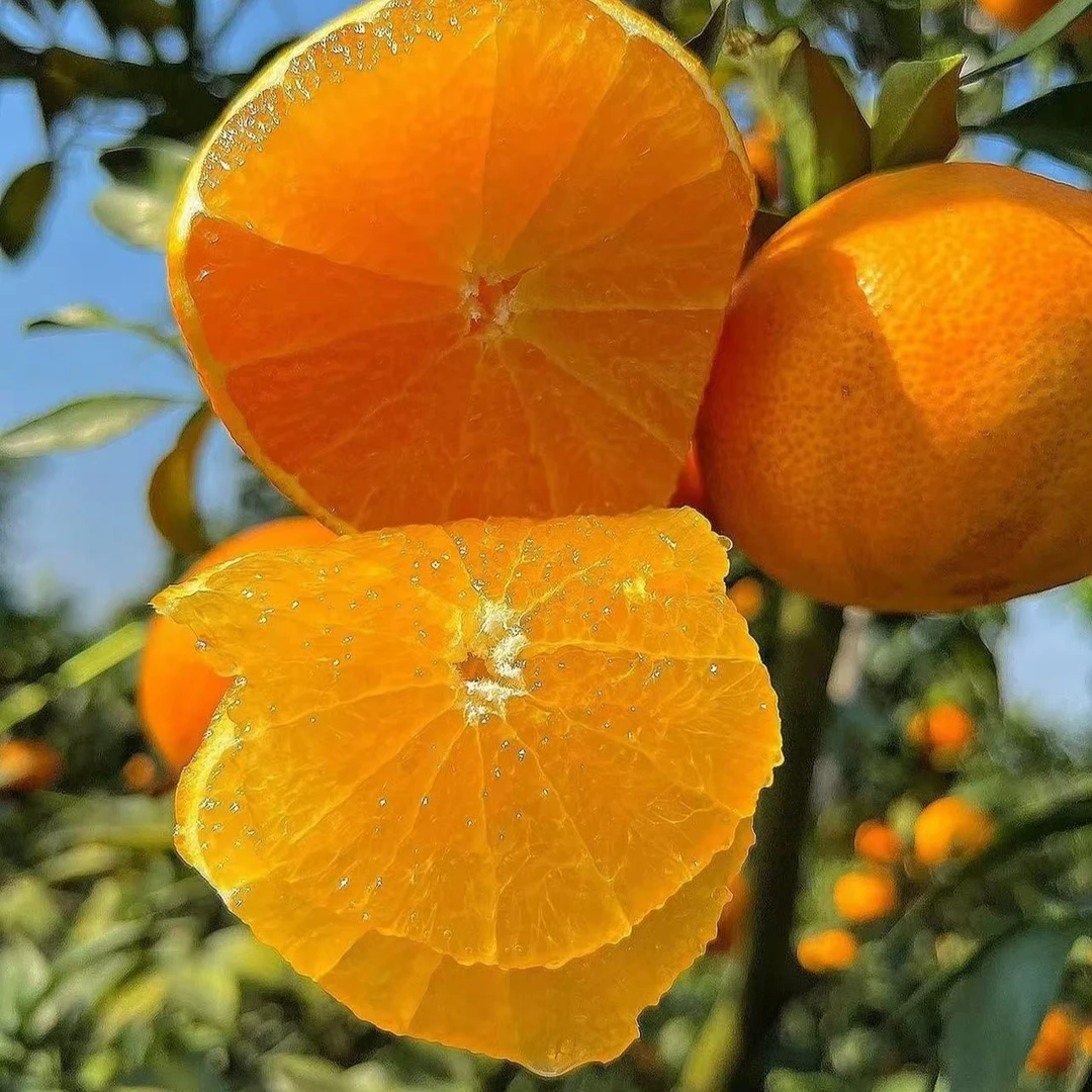 【爱媛38果冻橙】果子特别大 非常甜 南方北方都能种植 盆栽地栽