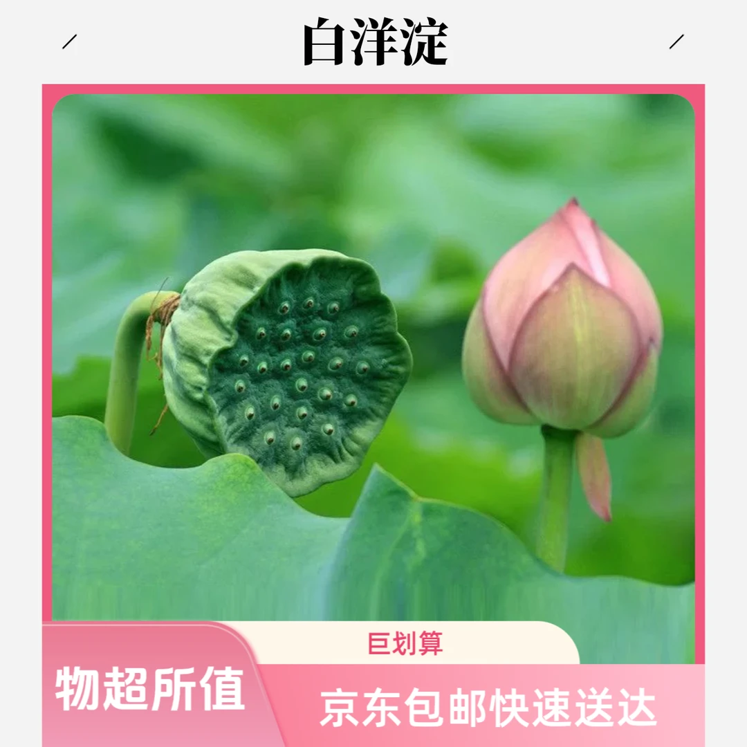 【京东包邮】白洋淀原产地新鲜带壳莲蓬现摘现发清甜嫩当季蔬菜水果