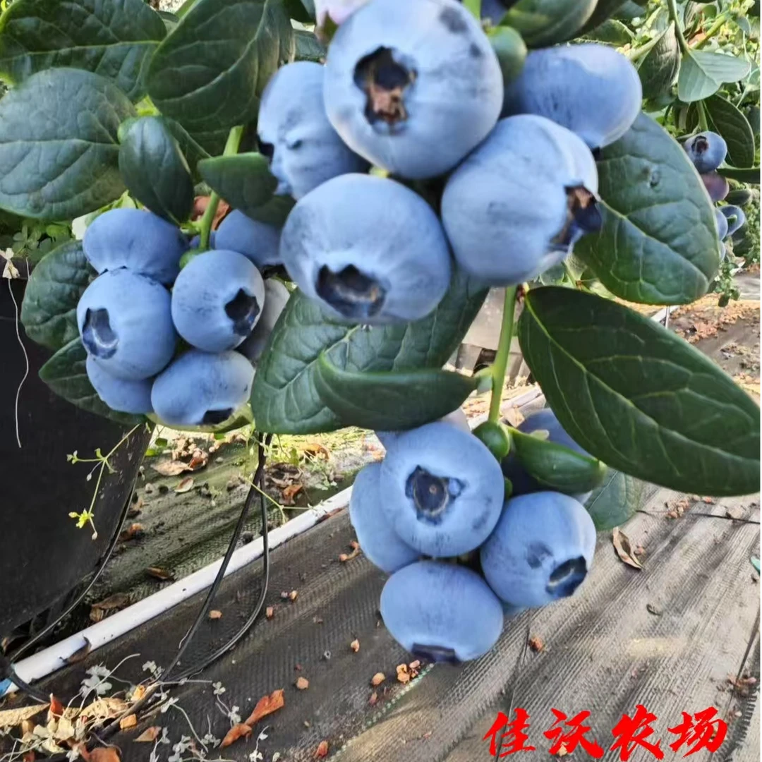 大果（15-18mm）丹东花香蓝莓头茬果高品质营养丰富味美现摘顺丰
