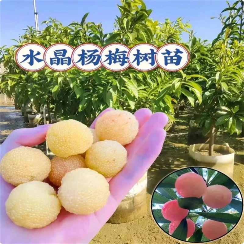 杨梅树树苗东魁正宗嫁接特大仙居槐黑炭乌杨梅果苗盆栽南北方种植