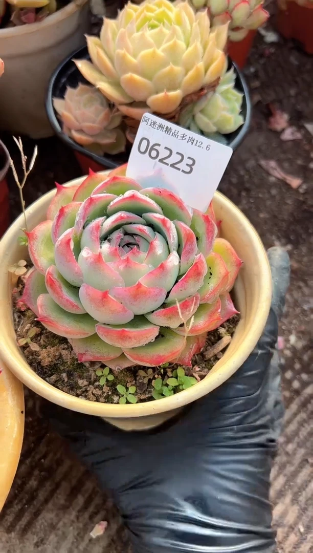 %***%多肉植物一物一拍06223