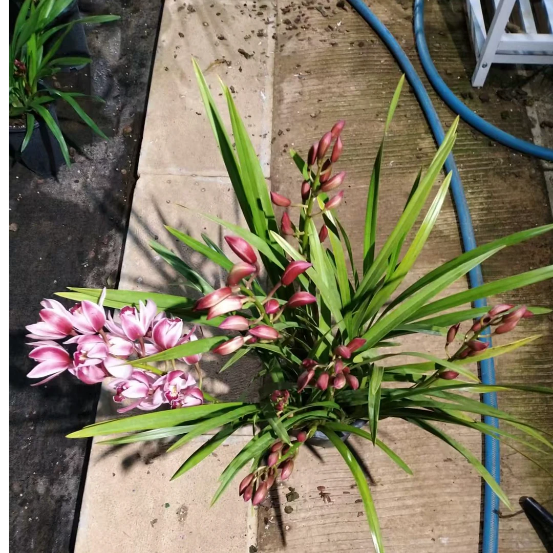 【年宵花】粉色大花惠兰东方仙子带香味