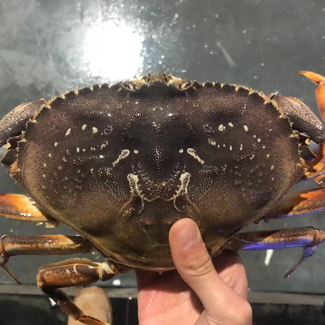 【充氧活发】活珍宝 现货现发 活发不包活 脱水5%算正常介意勿拍