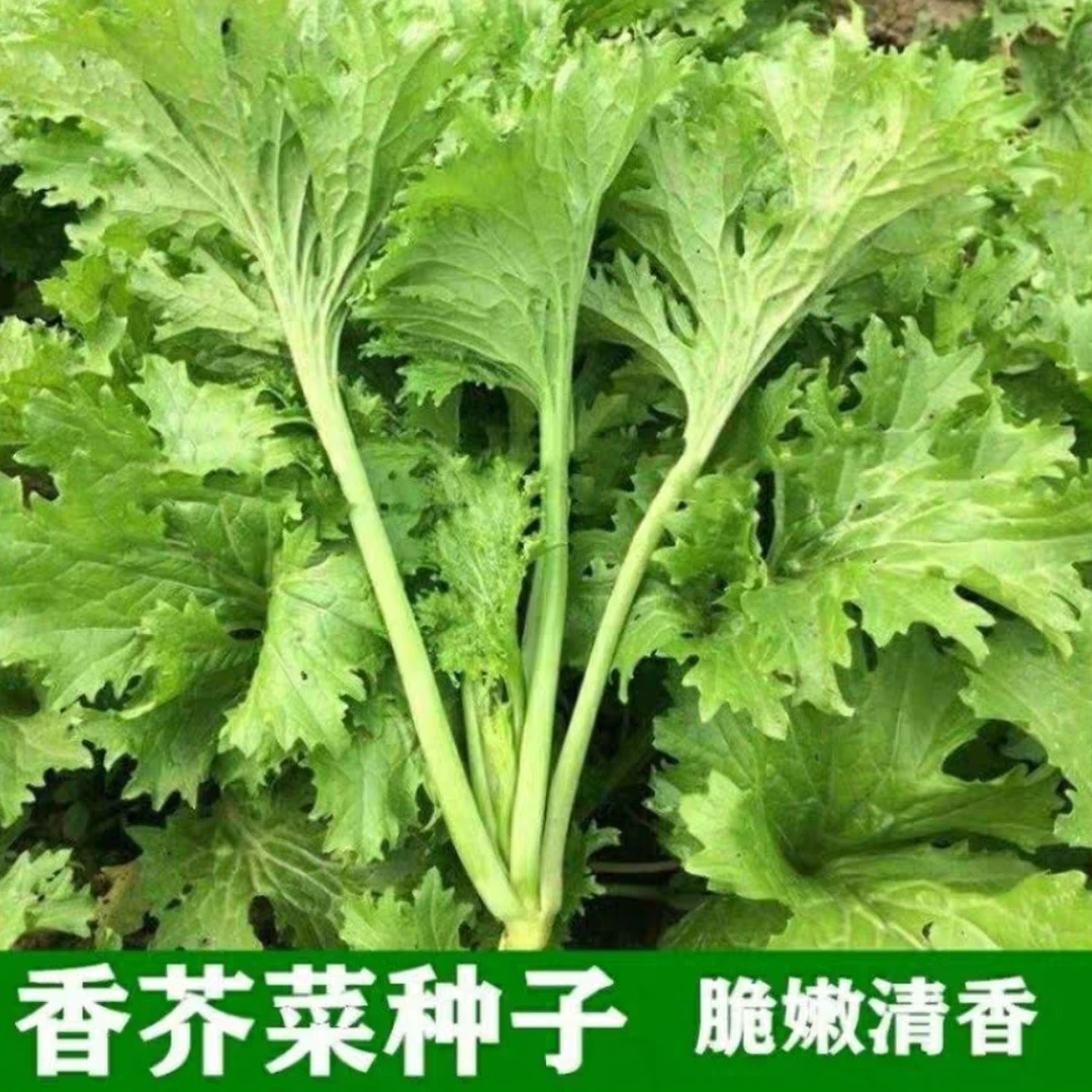荠菜种籽 春秋冬季可种耐寒荠菜种子阳台盆栽蔬菜种子