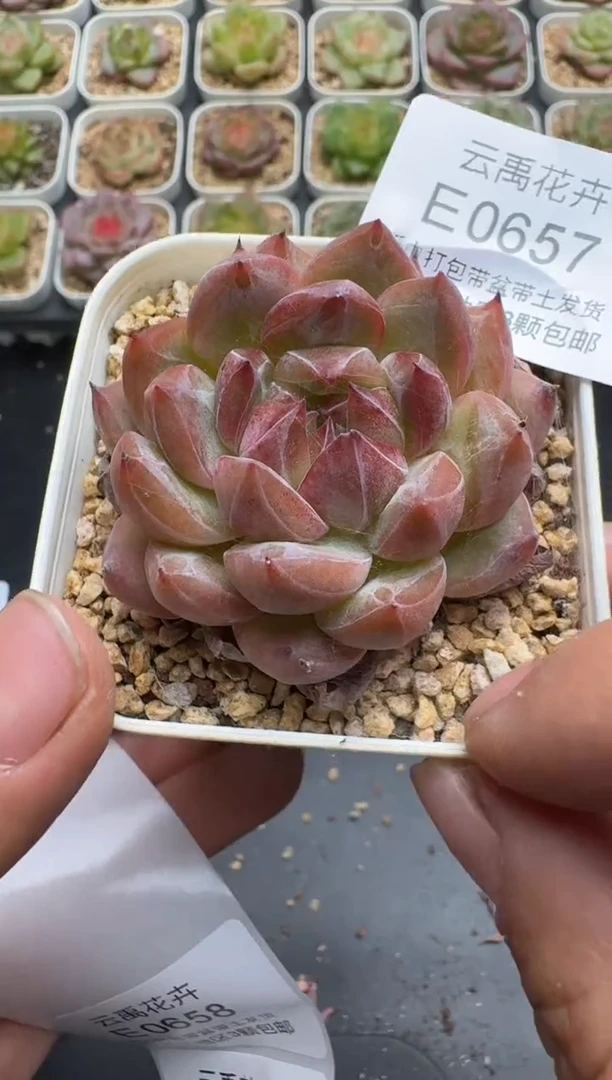 657E云禹多肉植物 带盆土纸巾打包 3颗包邮