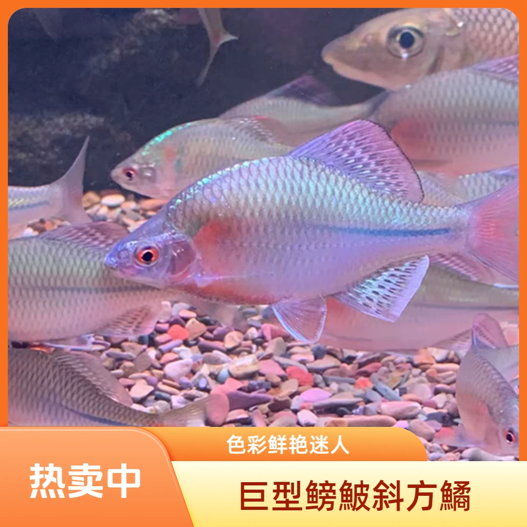 斜方鱊鳑鲏鱼冷水鱼原生鱼溪流鱼观赏鱼群游淡水好养耐活除藻清洁