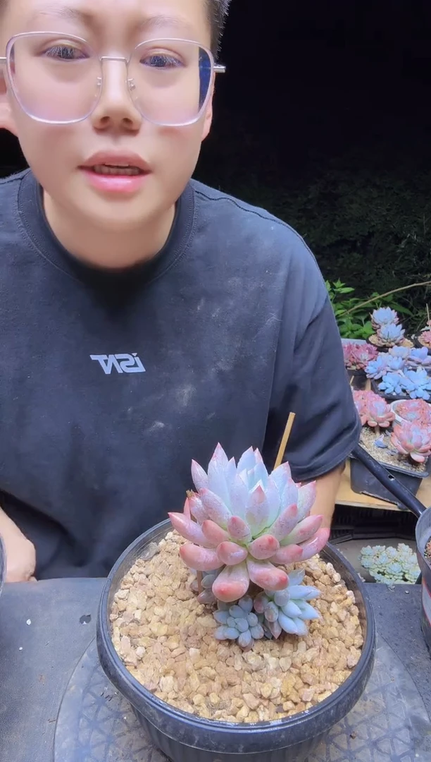 所罗门单头一物一拍