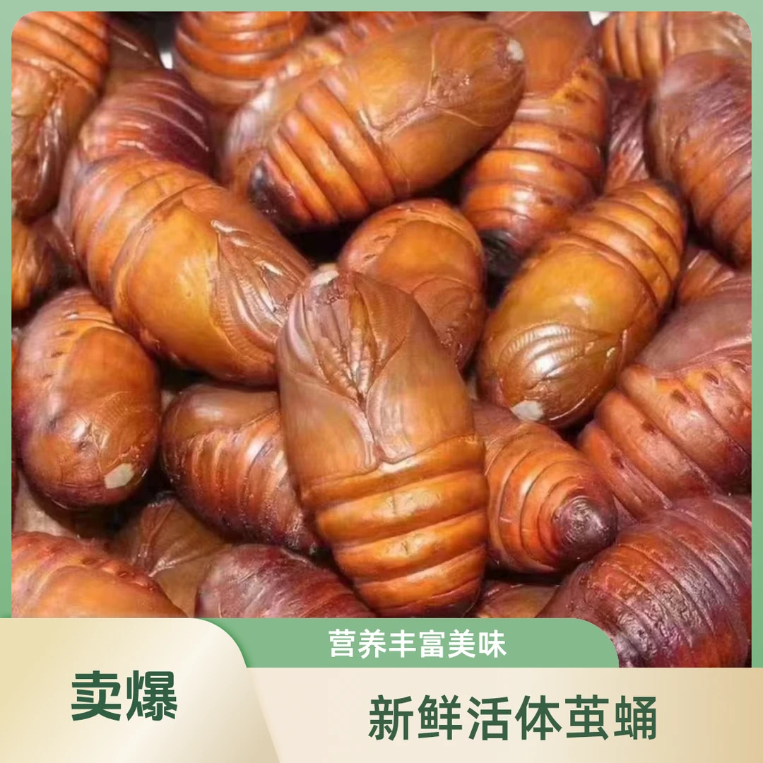【公主岭同城送】大蚕蛹约1斤（每斤约50-55只）鲜活发货