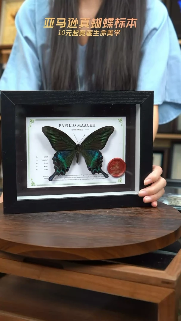 绿带翠凤蝶夏型8寸黑框国风版