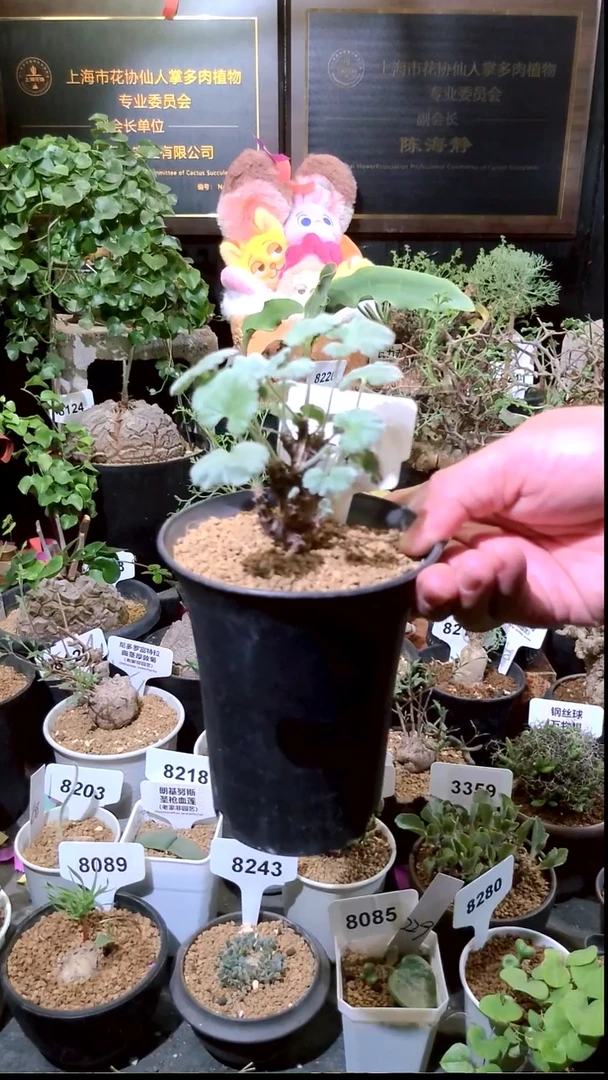 号0104精品植物枝干杨奎