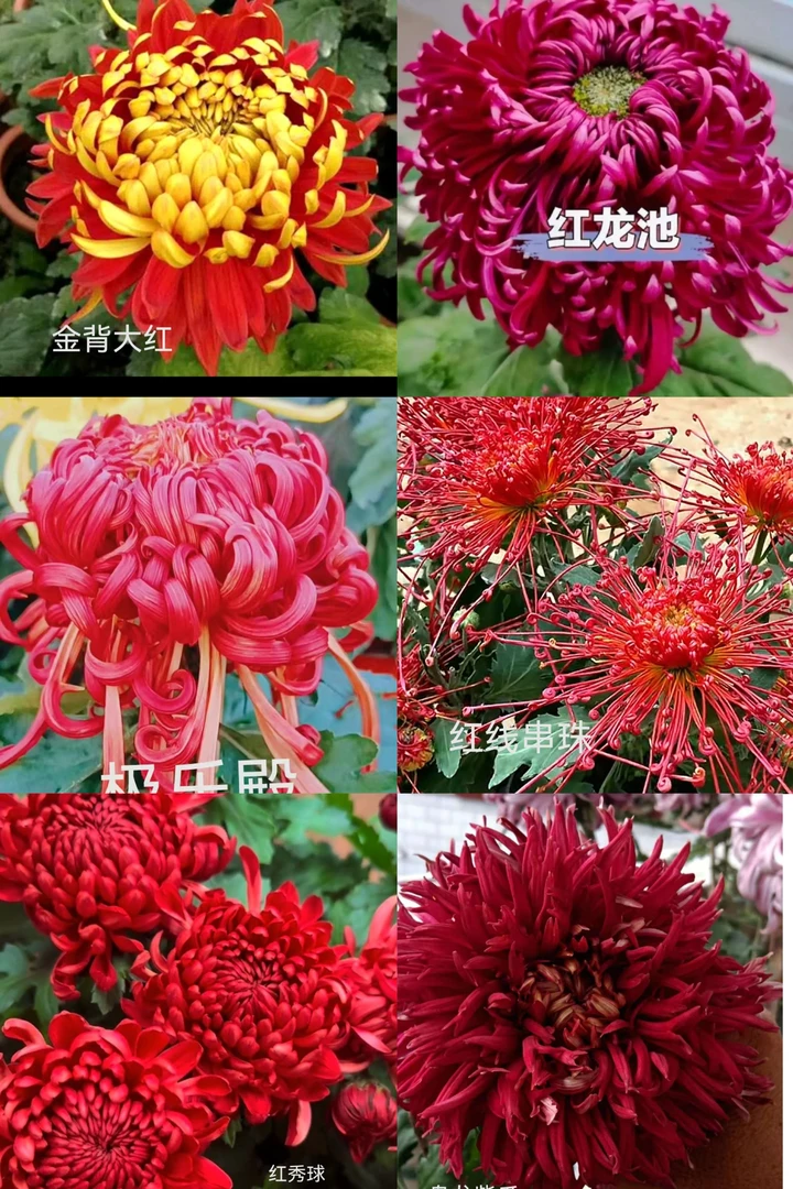 极乐殿➕红龙池➕金贝大红➕红线串珠➕红绣球➕盘龙红爪