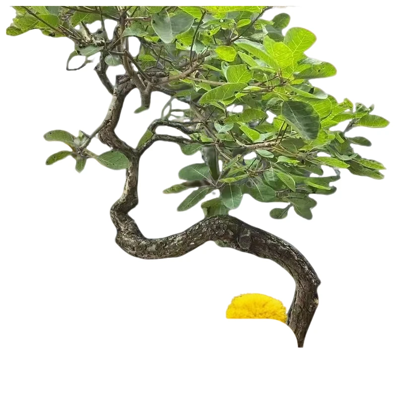 黄栌盆景绿植素材树桩一物一拍