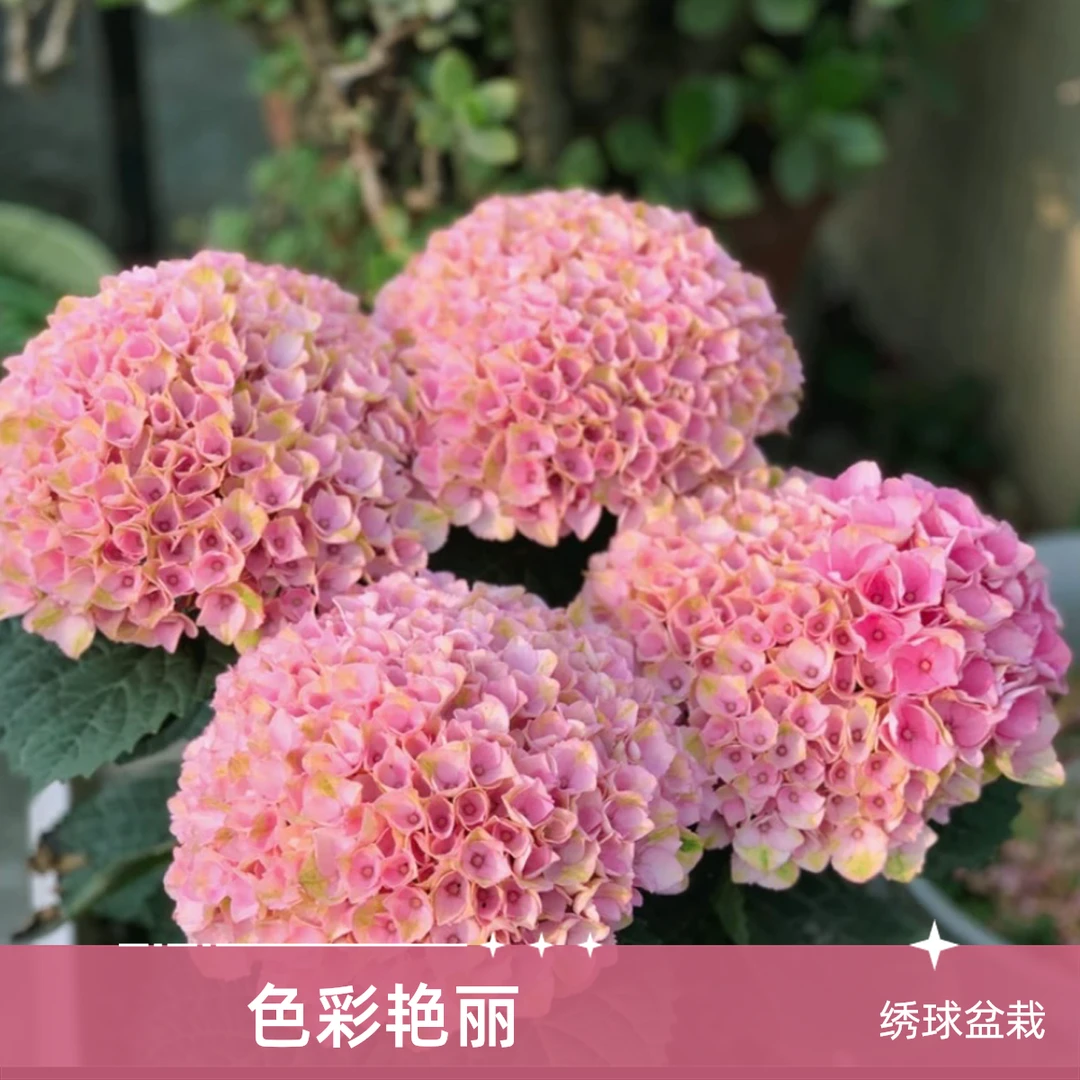 【魔幻革命】贵州绣球地栽盆栽植物家用绿植蓝色粉色绣球绣球花
