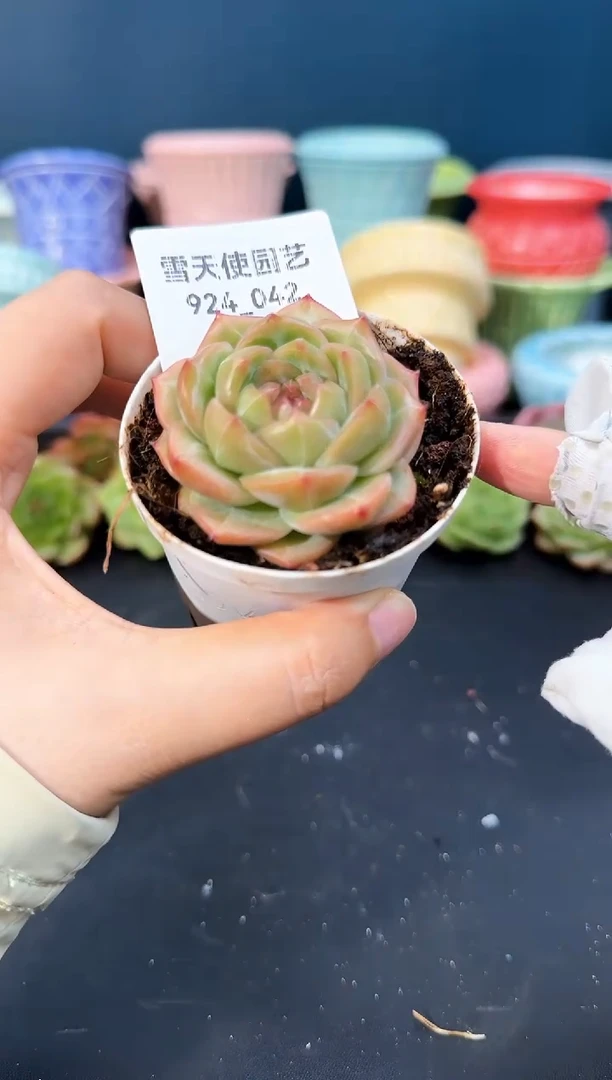 924-042青山（冠幅5cm）