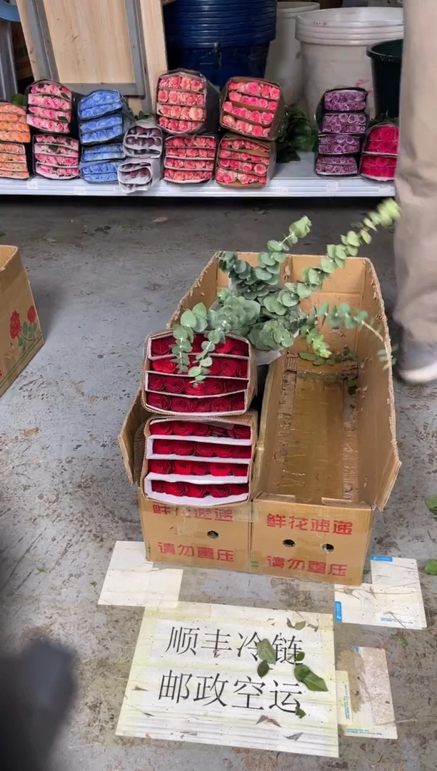 高原红 3扎 +尤加利