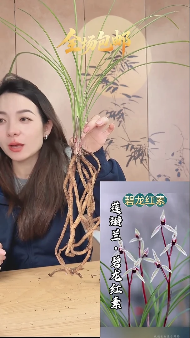 当前无花栽培后可以开花：碧龙红素