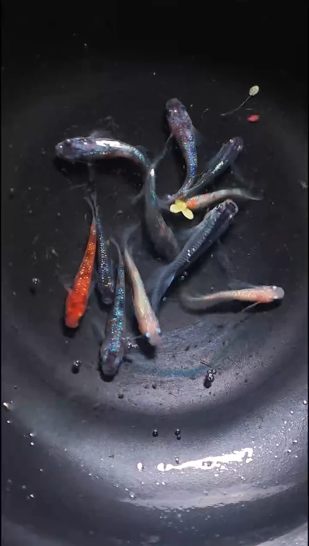 青鳉鱼观背青鳉042