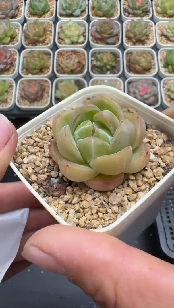 419G云禹多肉植物 脱土纸巾打包 3颗包邮