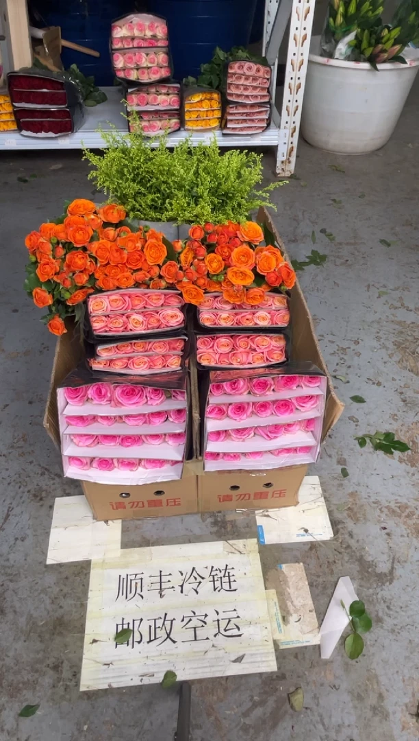 洛神20枝+朱小姐20枝+橙色芭比10枝+黄莺