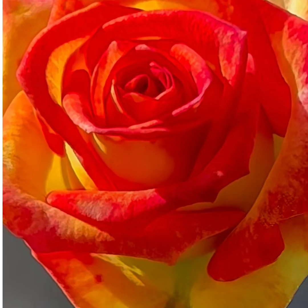 诱惑大苗  根接四季灌木月季