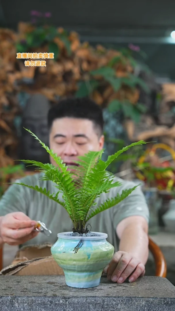当前无花栽培后可以开花富贵蕨瓷器瓶419T