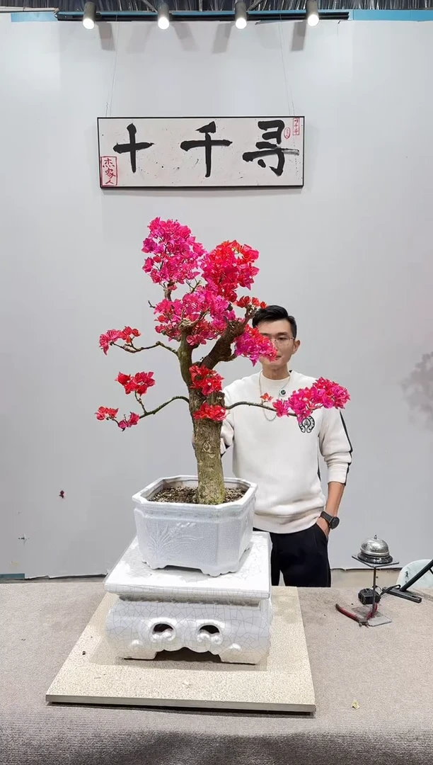 完全开放四季红三角梅