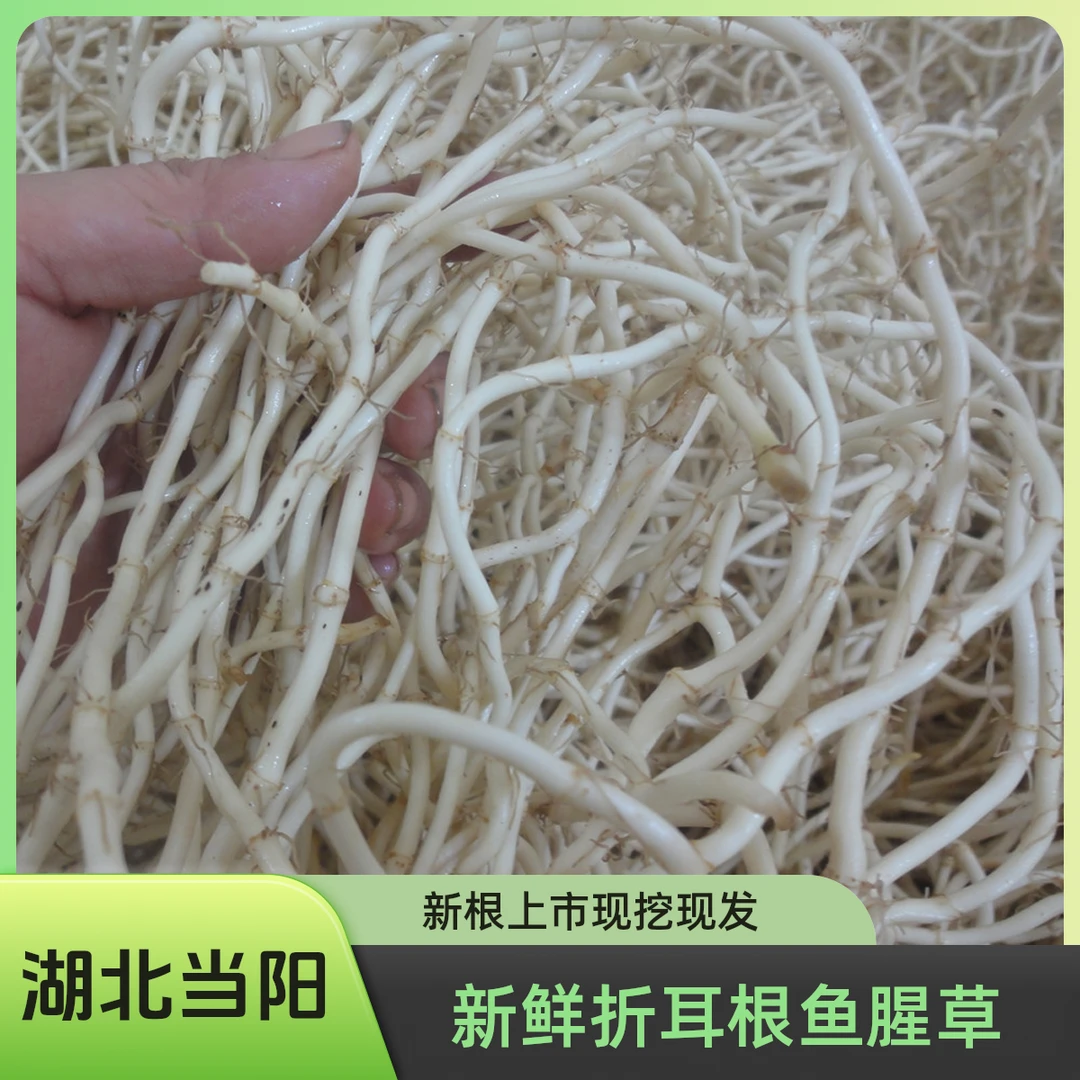 现挖洗净新鲜鱼腥草新鲜折耳根嫩根正宗湖北特产凉拌蔬菜