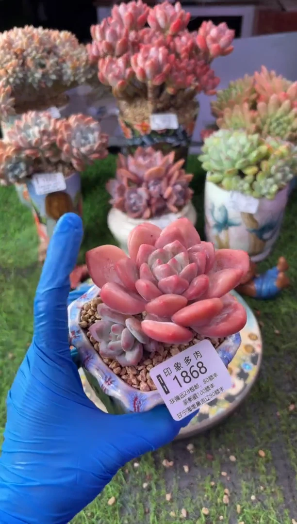 昆明印象多肉1868