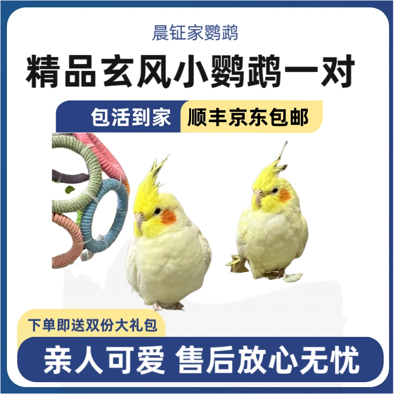 一对玄凤鹦鹉雏鸟 手养鹦鹉活体包邮包活到家(包活48小时)