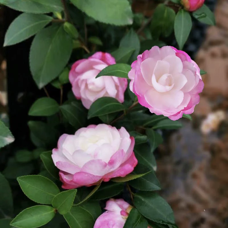 浓香型茶梅花树艾米莉茶梅四季常青庭院阳台都可以不带盆土球发货