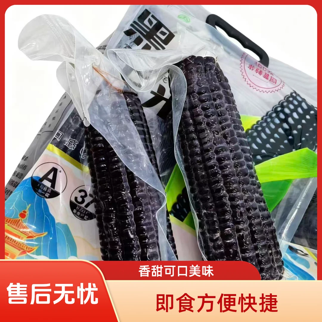 山西晋南黄土地黑糯玉米