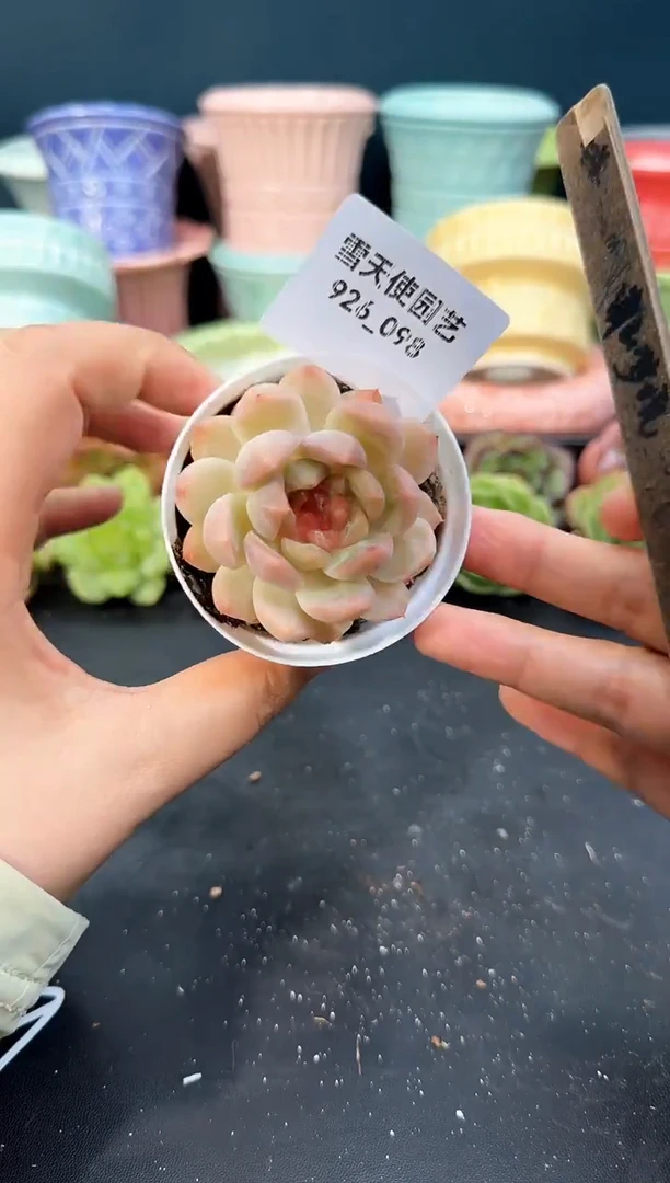 926-098青山（冠幅5cm）