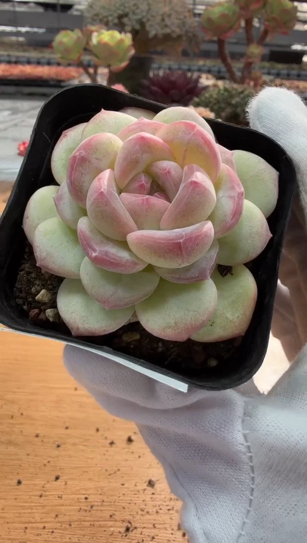 东云多肉园二店-126