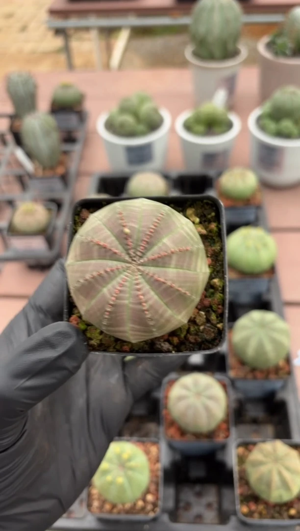 布纹球大戟FC-396