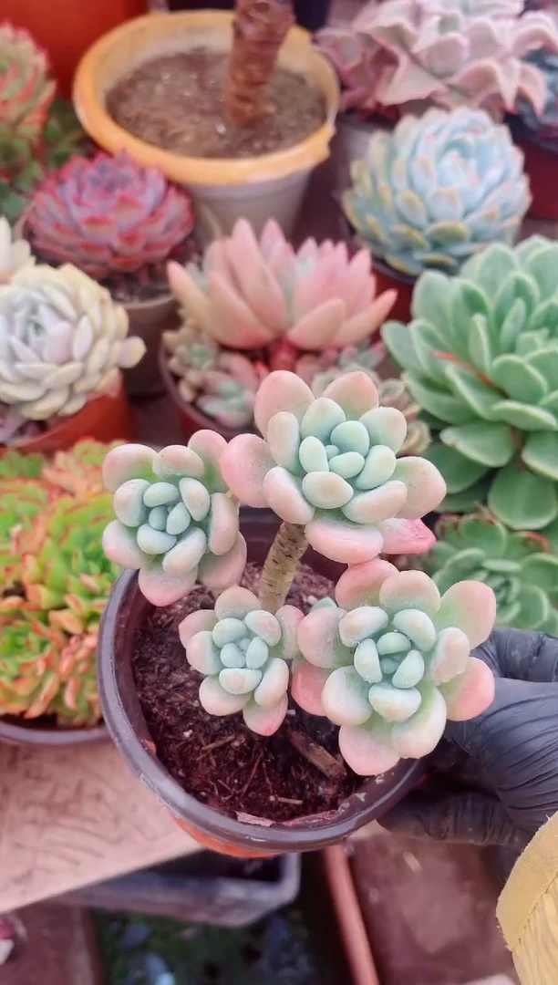 30126多肉植物一物一拍