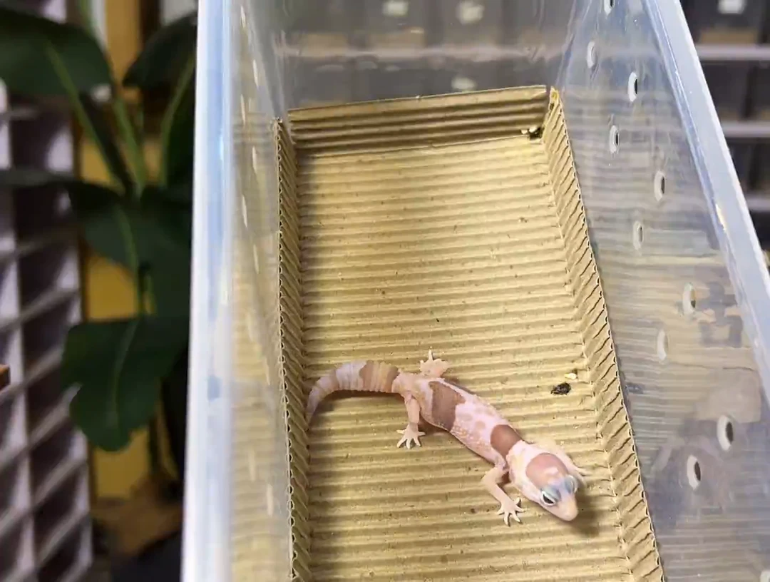 肥尾守宫奶牛橘白