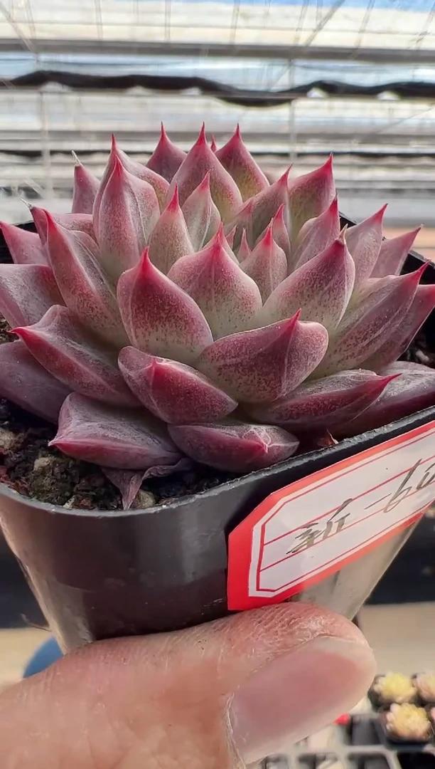 【闪购商品】东云新-60