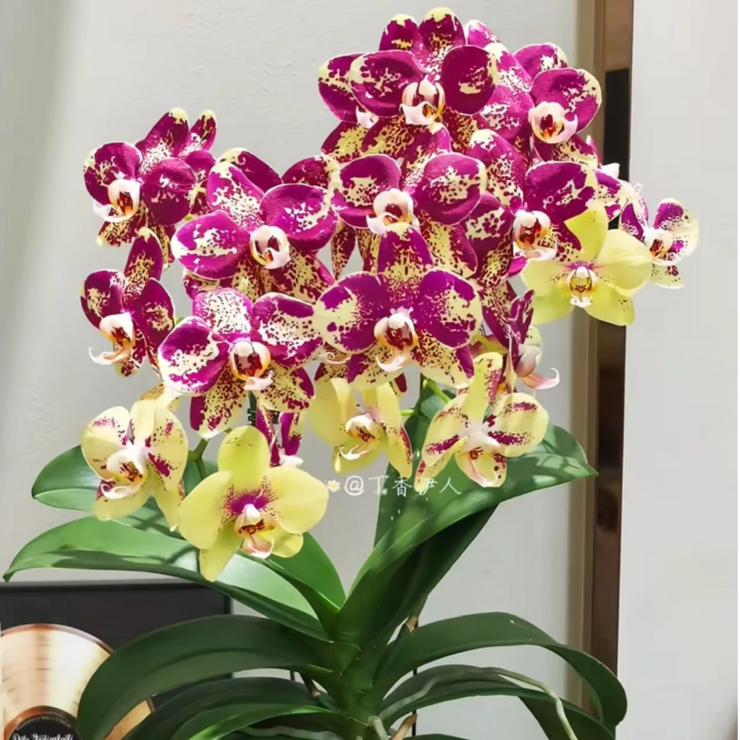 稀缺品种1个花剑 【毕加索】蝴蝶兰蜡质2.8寸带花带花苞