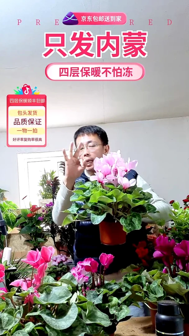 完全开放粉色仙客来
