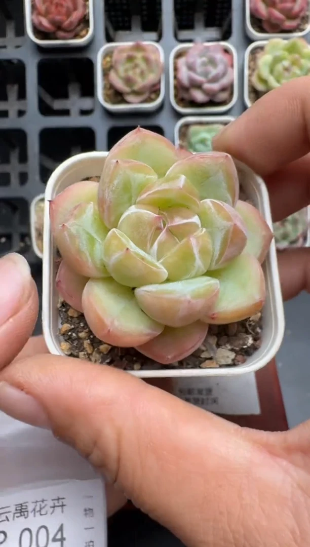 003P当天拍3颗包柚 脱土发纸巾打包 云禹花卉 珍妮多肉植物
