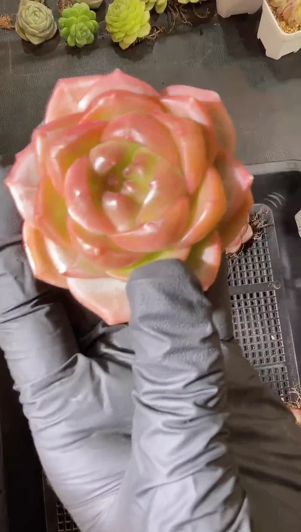 闪购1467  昆仑多肉一颗 4厘米