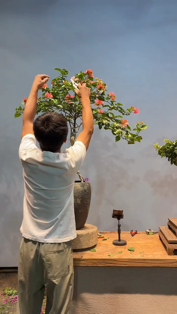 无花朵三角梅专场一物一拍53