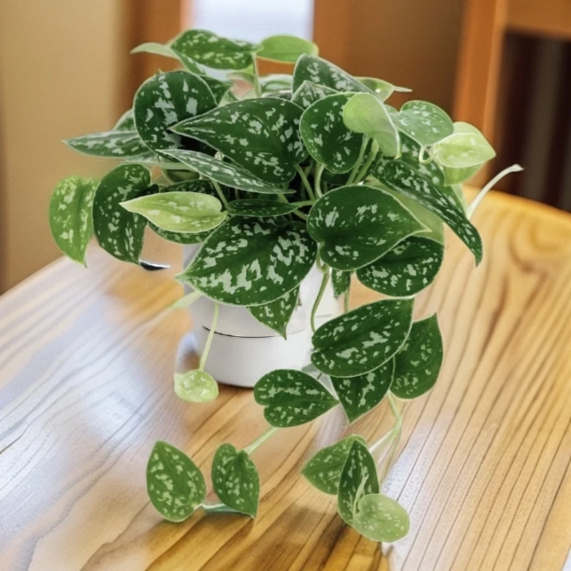 小叶银斑葛花叶盆栽绿植客厅盆栽室内桌面长藤垂吊四季常青绿植