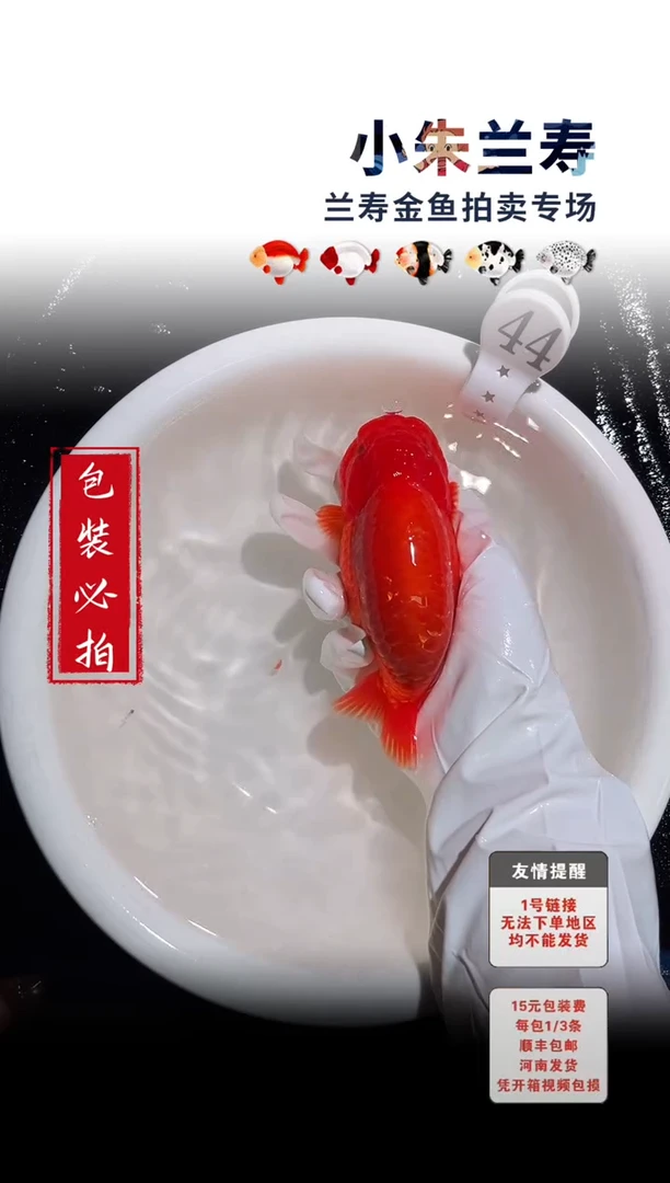 金鱼包装必拍未拍顺丰到付44号